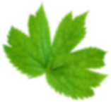 leaf-middle